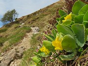 38 Primula auricula-Orecchia d'orso